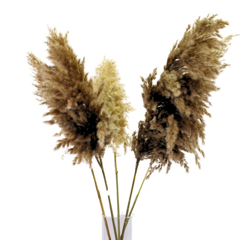 FANCY FLOWERS FANCY Soft XL Natural Pampas Grass – Dried Fluffy Beige Stems for Home Decor    5 - Image 2